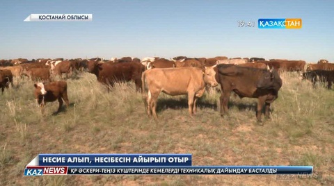 Қостанай облысында төрт түлікті өсіруге ден қойғандар қатары көбейген