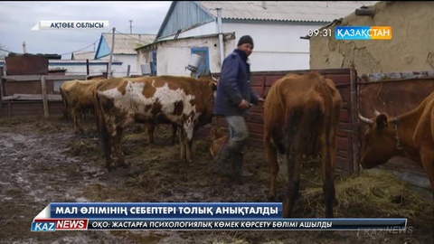 Ақтөбеде мал өлімінің себептері анықталды