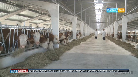 Павлодарлық фермер Германиядан 600 бас құнажын әкелді