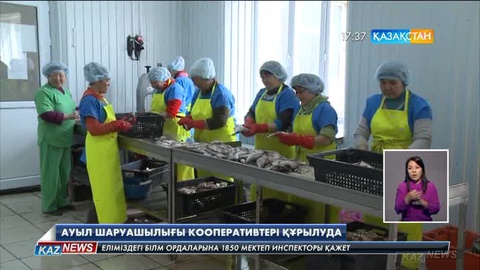 Шығыс Қазақстан облысының Көкпекті ауданында ауыл шаруашылығы кооперативтері құрылуда