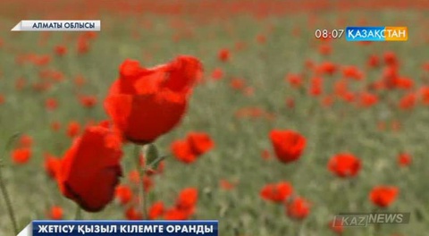 Арқарлы асуы мен Жоламан жазығында мыңдаған гектар алқапта қызғалдақ жайқалып тұр