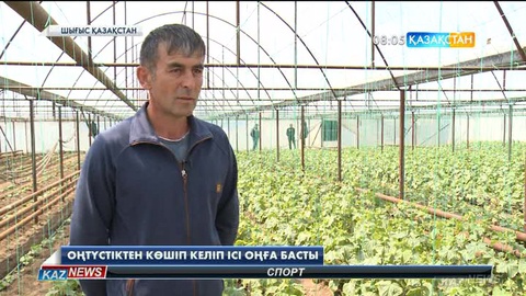 Елдің оңтүстігінен Шығыс Қазақстанға қоныс аударған Бобоевтар отбасы жылыжай шаруашылығын дамытып отыр