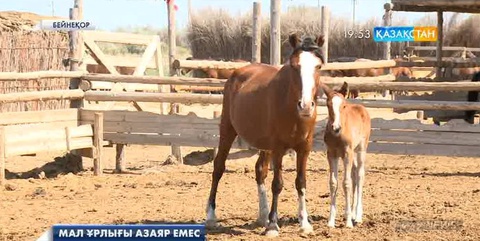 Қызылорда облысында мал ұрлығы азаяр емес