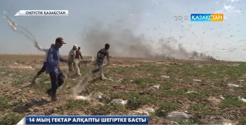 14 мың гектар егістікті шегіртке басып қалды
