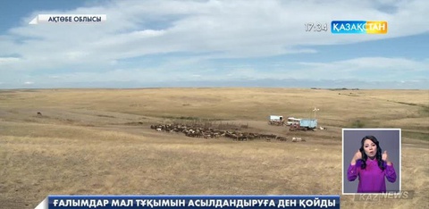 Ақтөбелік шаруалар    мал тұқымын асылдандыруды қолға алуда