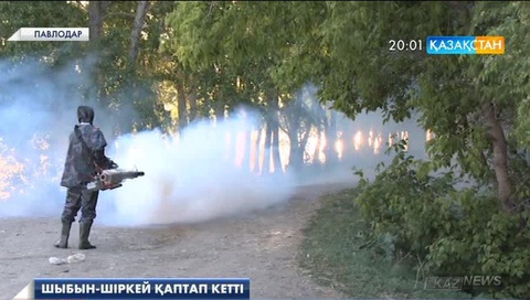 Павлодар өңірінде шыбын-шіркей қаптап кетті