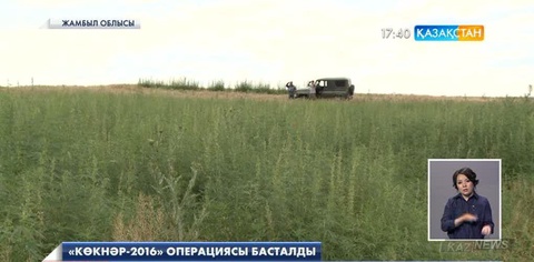 Шу алқабында есірткіге қарсы «Көкнәр-2016» операциясы басталды