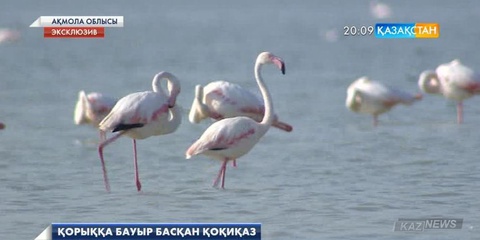 Қызғылт қоқиқаздар әлемде тек Қорғалжын қорығында балапан басады