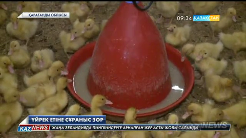 Жуырда отандық сауда орындарына қарағандылық үйрек еті шығарылмақ