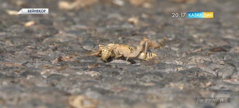 Шегірткемен күресті кейінге қалдыруға келмейді