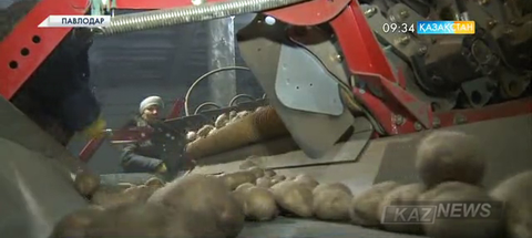 Кереку өңірінде картоп бағасы жыл соңына дейін қымбаттамайды