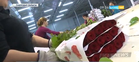 Екібастұздағы голланд раушан гүлдері шетелге экспортталуда