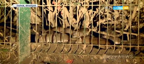 Парижде тышқан көбейді