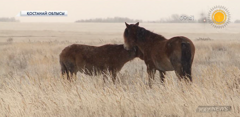 Қостанай облысында бір  фермердің 89 жылқысы жоғалып кетті