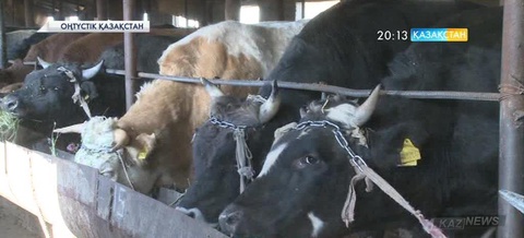 ОҚО шаруалары 2,5 мыңнан астам қаракөл қойын экспорттады