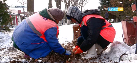 Қаңтарда Шымкент қаласының көшелеріне қызғалдақ егілді