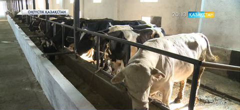 Оңтүстік Қазақстан облысының шаруалары биыл шетелге 3 мың тонна қой етін экспорттамақ