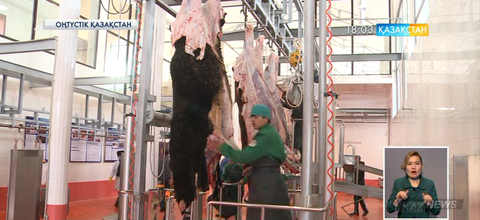 ОҚО-да тәулігіне 60 тонна етті шетелге экспорттайтын комбинат іске қосылды