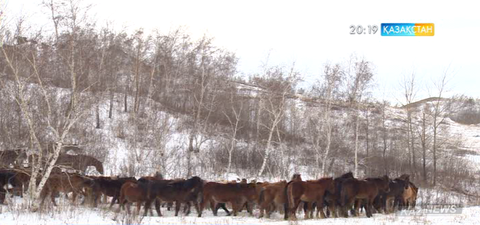 Субсидиялау тәртібі өзгертіледі