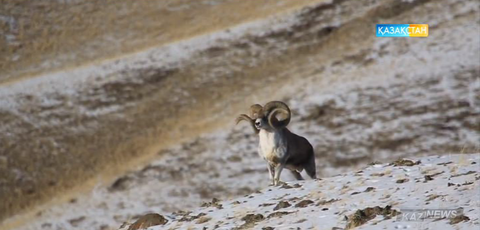 Зайсанның әдемі табиғаты (БЕЙНЕБАЯН)