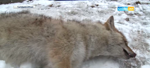 Талдықорған айналасында шибөрілер қаптап кетті