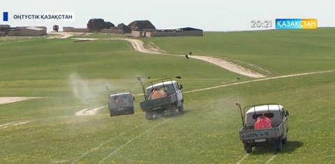 Оңтүстік Қазақстан облысында шегірткеге қарсы күрес басталды