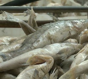 Шардарадағы балық өңдеу кәсіпорны тәулігіне 3 мың тонна балық өнімдерін дайындайды  