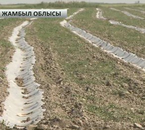 Су тапшылығынан егістік қурап барады