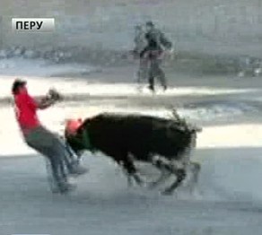 Өгіздер сайысында 10 адам жараланды