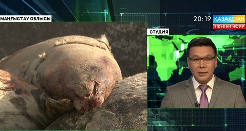 Маңғыстауда итбалықтар жаппай қырылуына байланысты қылмыстық іс қозғалды