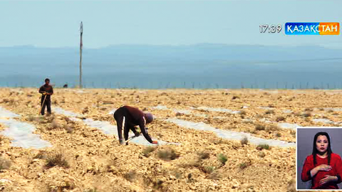 Қызылордадағы Жайылма елді мекенінің тұрғындары жерден ырзық-несібесін тапқан берекелі мекен