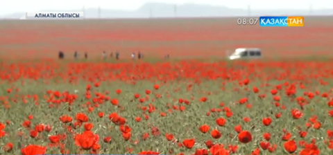 Жетісу қызыл гүлге оранды (ВИДЕО)
