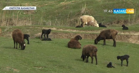 Оңтүстікқазақстандық кәсіпкерлер Біріккен Араб Әмірлігіне ет экспорттай бастады