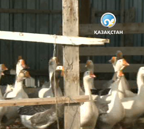 Атырауда кәсіпкерлердің қатары көбеюде