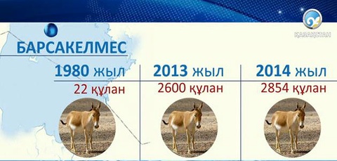 Қазақ жерінде құлан мен қарақұйрық көбейіп келеді