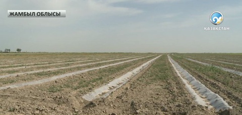 Су тапшылығынан егістік қурап барады