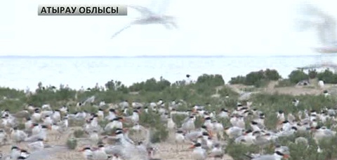«Ақжайық» қорығы ЮНЕСКО қамқорлығына алынды