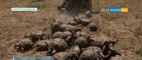 ОҚО: Шекарашылар 1330  дала тасбақасын тәркіледі