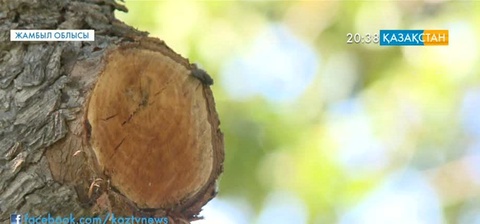 Жамбыл облысында жеміс ағаштары қурап жатыр