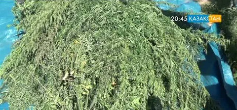 Бір жарым ай ішінде 6 тонна есірткі тәркіленді