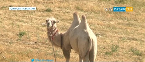 Таулы жерде түйе өсірілуде