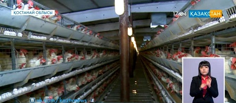 Рудный қаласындағы құс фабрикасы өнім көлемін 2,5 есеге арттырды