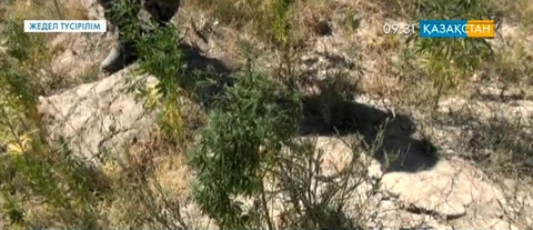 В Кызылорде пограничники сожгли поле конопли