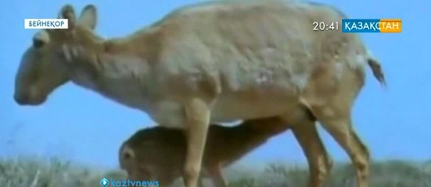 Қостанай облысында табиғат қорықшысы киіктің мүйіздерін жасырған