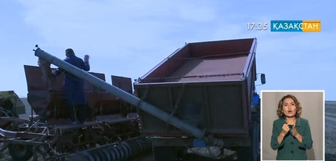 Ақмола облысында серіктестік директоры ірі көлемде астық ұрлаған