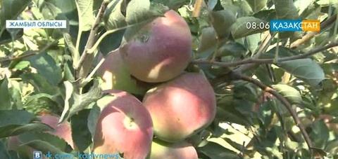 Жамбыл облысында бағбандықты кәсіп еткен ұшқыш тұрады