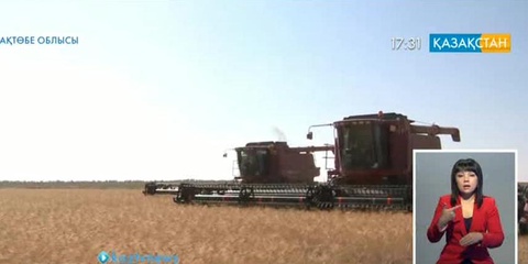 Ақтөбеде жиналған егіннің 30 пайызы жарамсыз