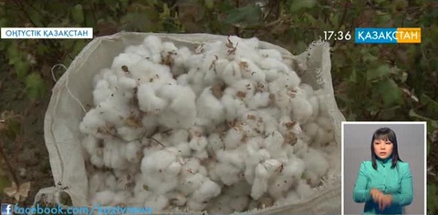 Мақта бағасының белгіленбеуі шаруаларға қиын соғып тұр