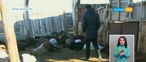 В Уральске бродячие собаки загрызли около 60 овец