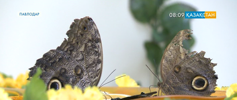 Павлодарда тропикалық көбелектер көрмесі ашылды